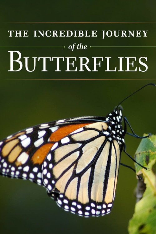 The Incredible Journey of the Butterflies poster