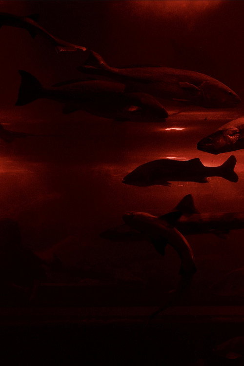 Red Wave poster