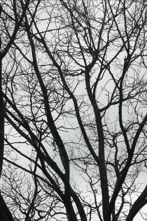 Tree Limbs poster