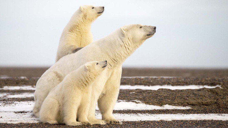 L'Année de l'ours still 1