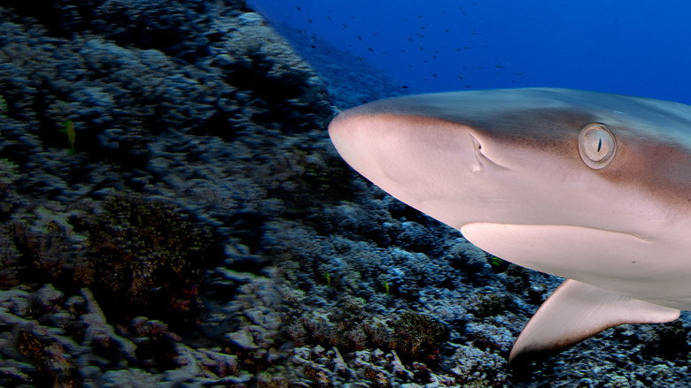 Sharks of Lost Island still 4