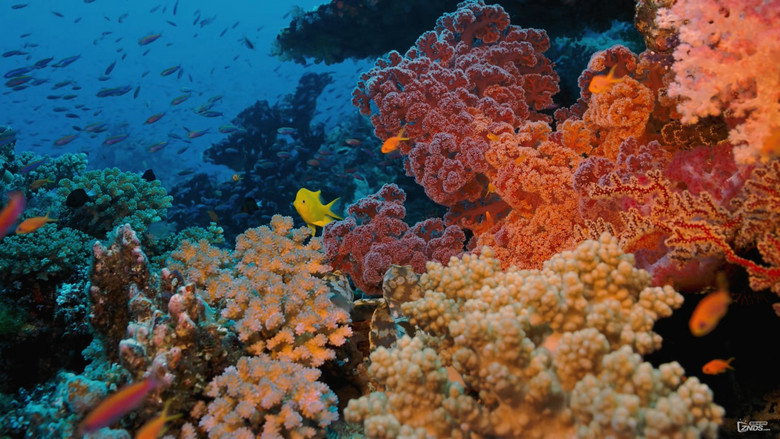 Coral Reef Adventure still 3