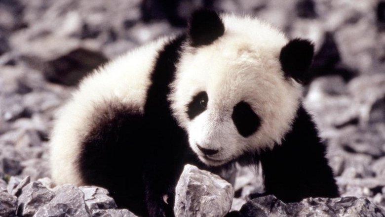 The Amazing Panda Adventure still 1