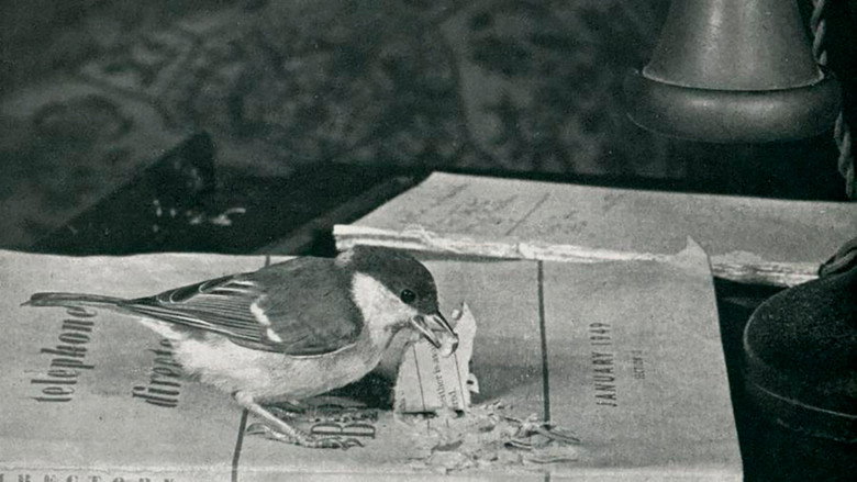 Language of Birds still 5