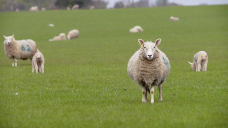 Baa Baa Land still 1