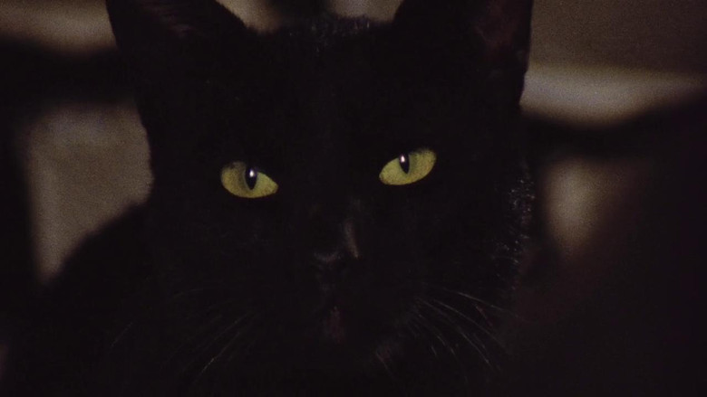 The Black Cat still 5