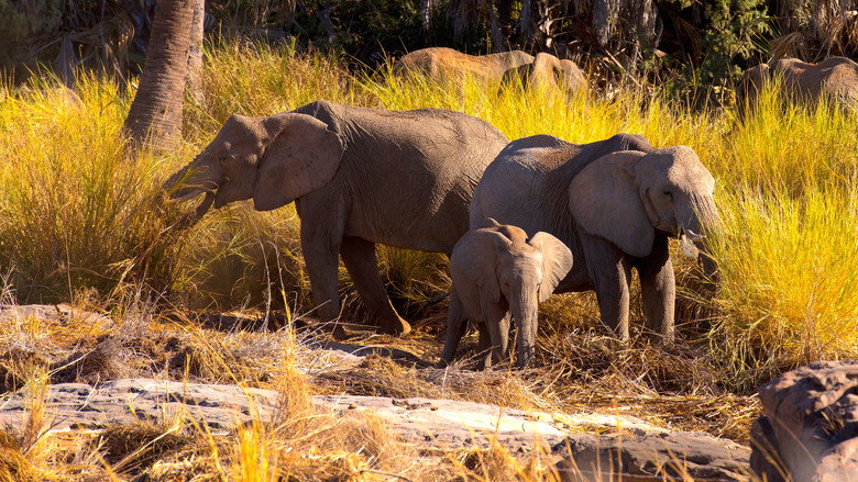 Namibia, Sanctuary of Giants still 4