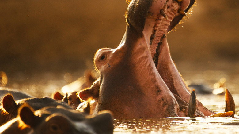 Hippo vs Croc still 6