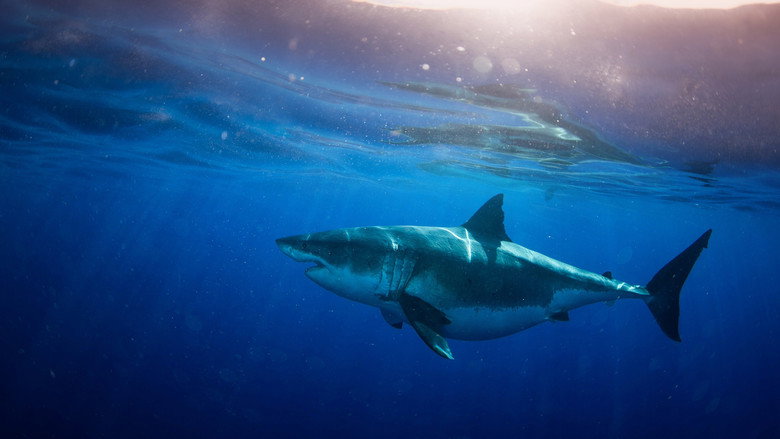 World's Biggest Great White? still 2