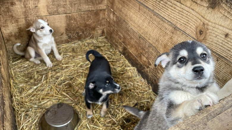 Dogs and War: What I saw in Ukraine still 1