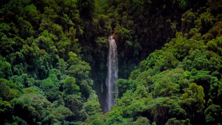 Tropical Rainforest still 3