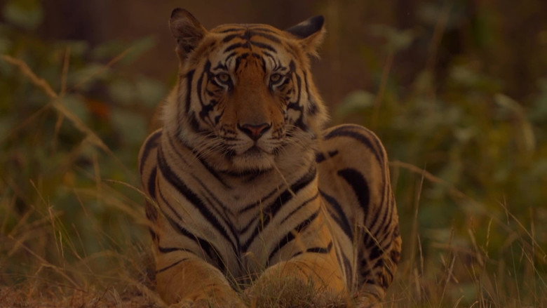 Sundarbans, le dernier royaume du tigre still 1