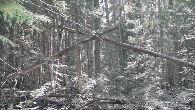 Bigfoot Encounters in the Pacific Northwest still 1
