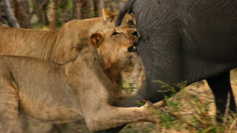 Africa's Giant Killers still 1
