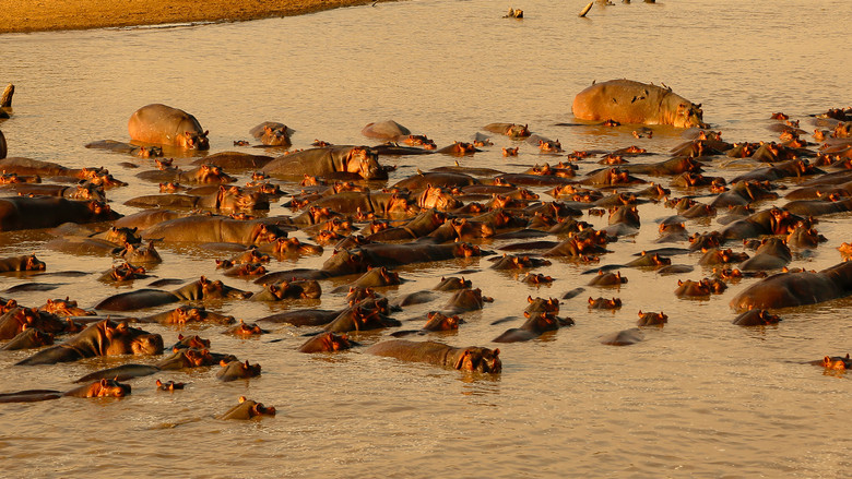 Hippo vs Croc still 5