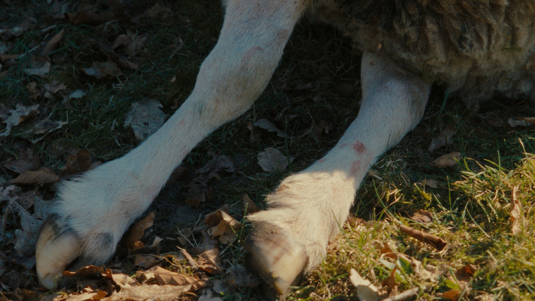 Sheep still 6