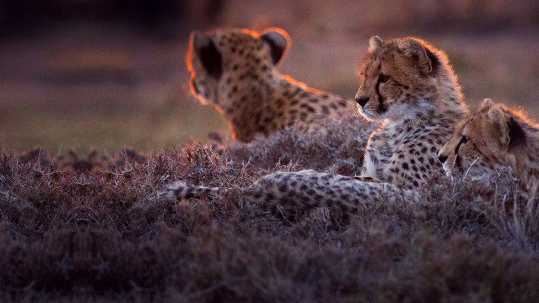 Man Among Cheetahs still 4
