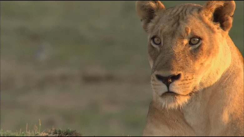 Lions of Crocodile River still 1