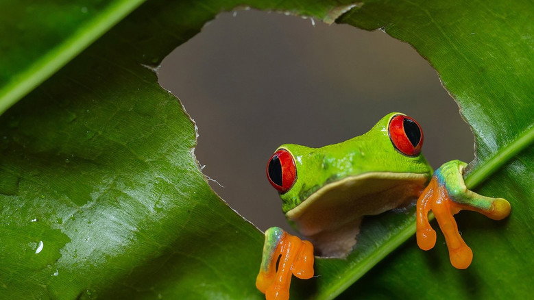 Wild Costa Rica still 2