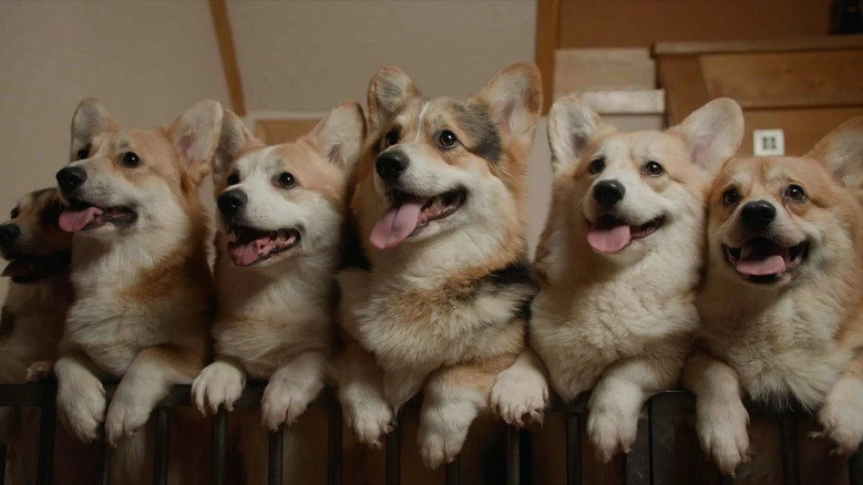 Us, Our Pets and the War still 1