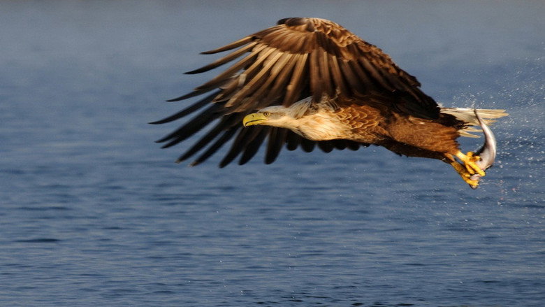 Eagles: Queen of the Skies still 2