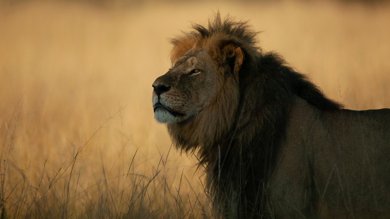 Cecil still 1