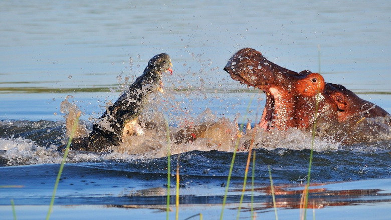 Hippo vs Croc still 2