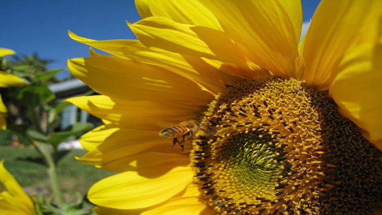 Queen of the Sun: What Are the Bees Telling Us? still 2