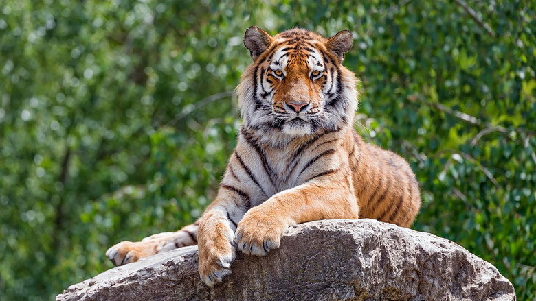 Siberian Tiger, The Secret Kingdom still 2