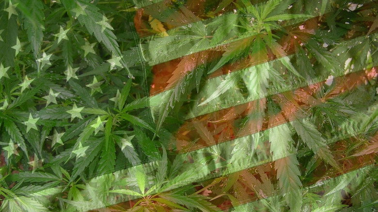 Grass still 2