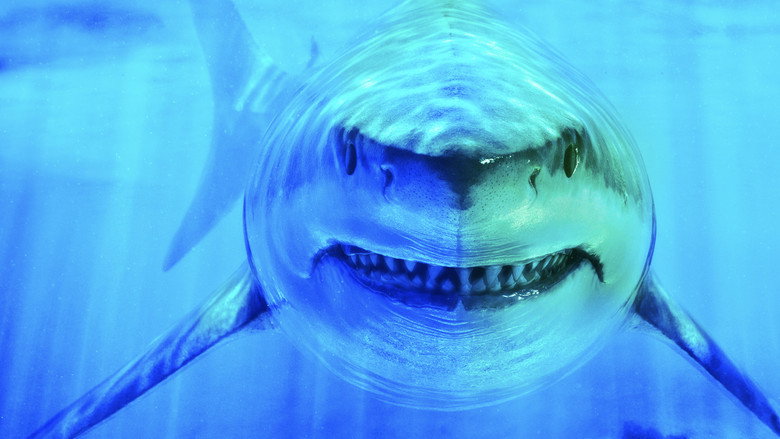 World's Biggest Great White? still 1