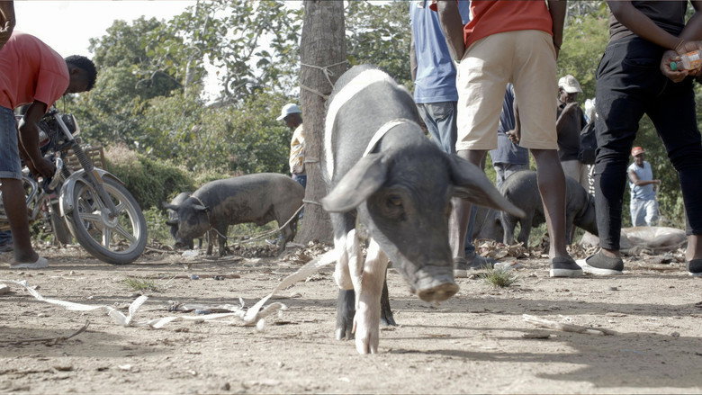 The Creole Pig: Haiti's Great Loss still 1