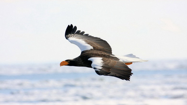 Eagles: Queen of the Skies still 3