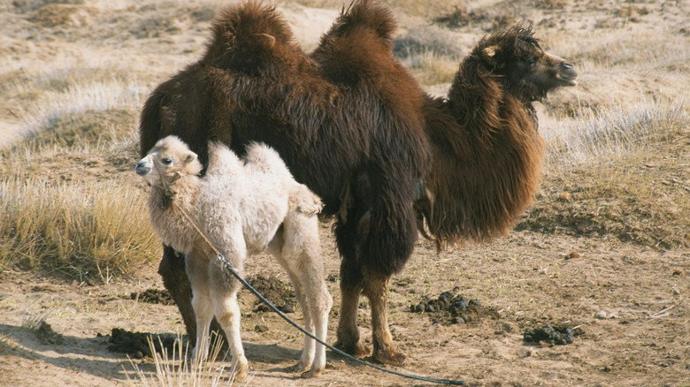 The Story of the Weeping Camel still 2