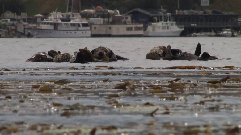 No Otter Zone still 1