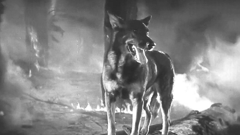 Clash of the Wolves still 3