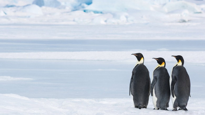 Antarctica, in the footsteps of the Emperor still 4