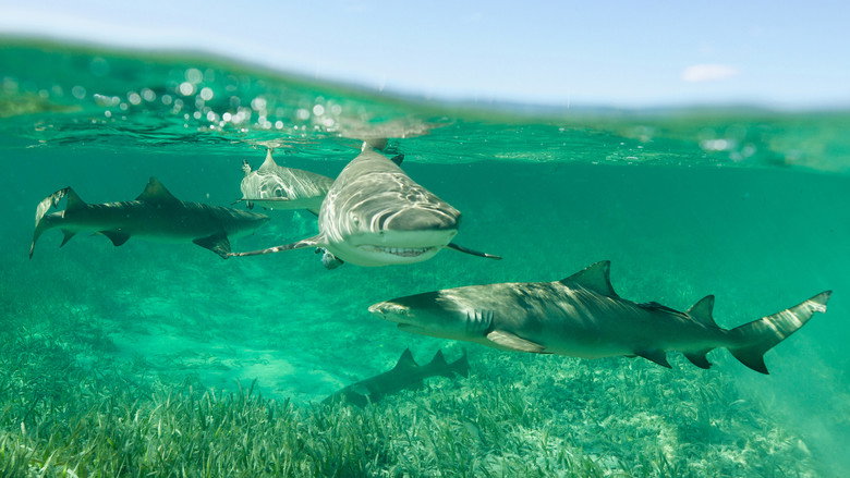 Shark Gangs still 2