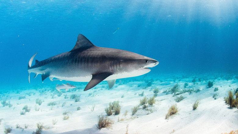 World's Biggest Tiger Shark still 2