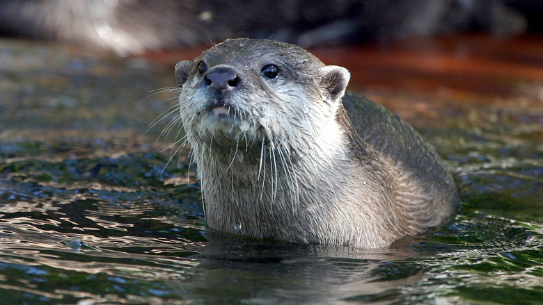 West Coast Otters still 1