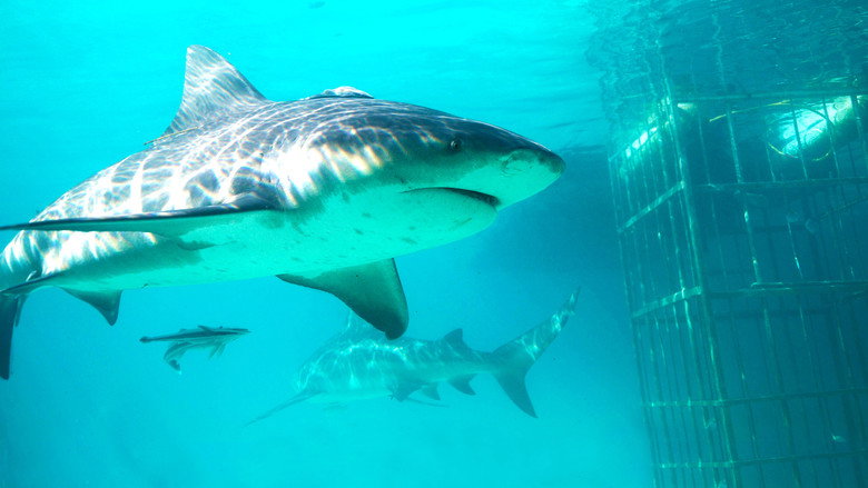 Shark Gangs still 4