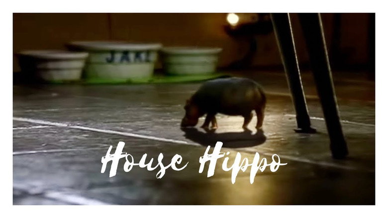 North American House Hippo still 1