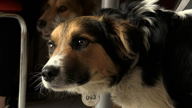 Dogs and War: What I saw in Ukraine still 3