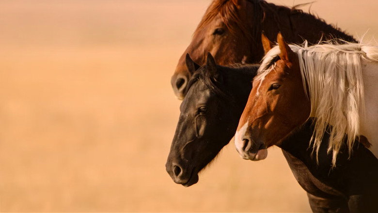 Wild Beauty: Mustang Spirit of the West still 3