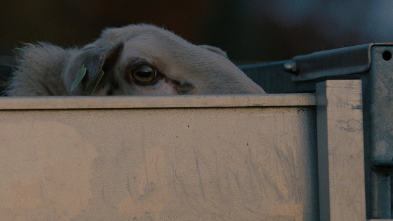 Sheep still 2