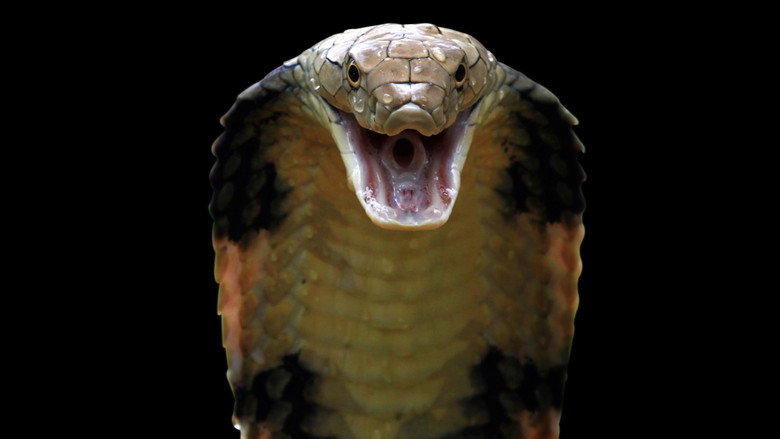 Killer Snakes still 2