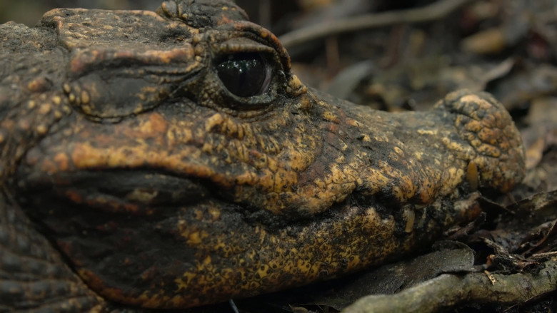 Cave Crocs of Gabon still 1