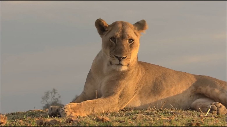 Lions of Crocodile River still 2