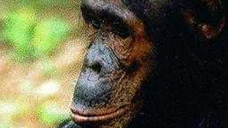 People of the Forest: The Chimps of Gombe still 1