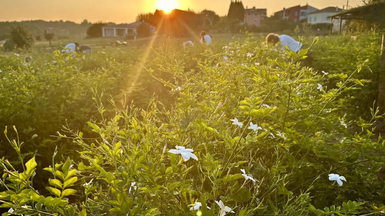Fleurs à parfum, retour en Grasse still 5